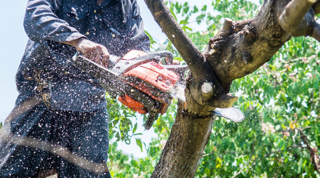 How to care for your trees after a hurricane!